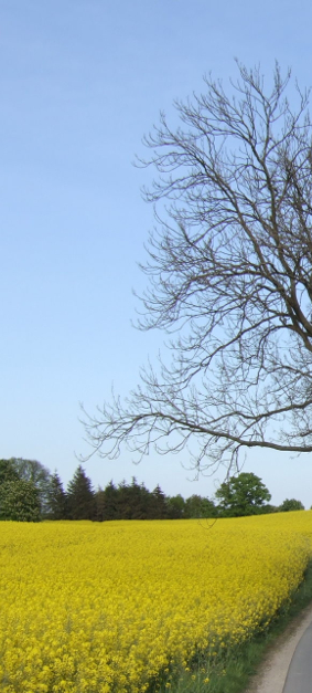 Rappsfeld mit einem Baum
