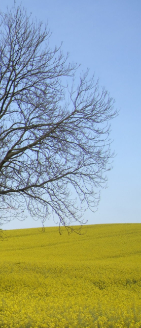 Ein Rappsfeld mit einem Baum